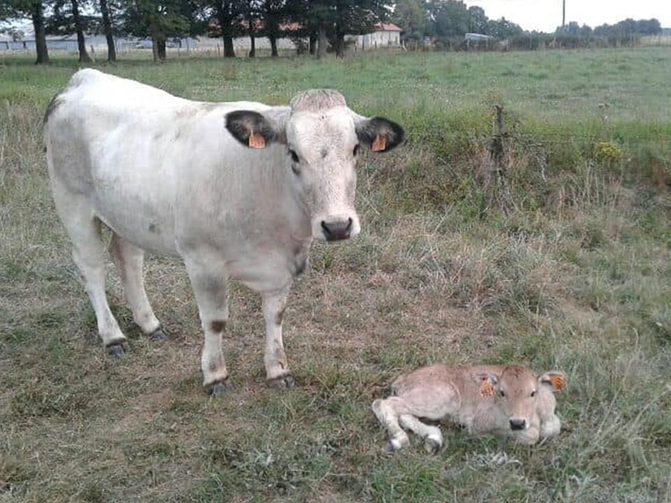 une vache et son veau