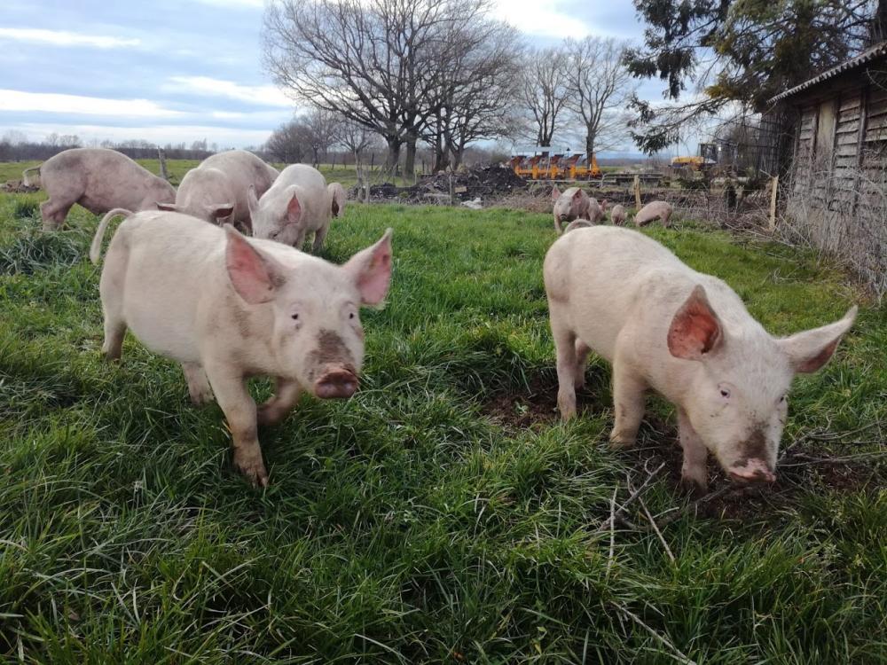 porc dans la nature