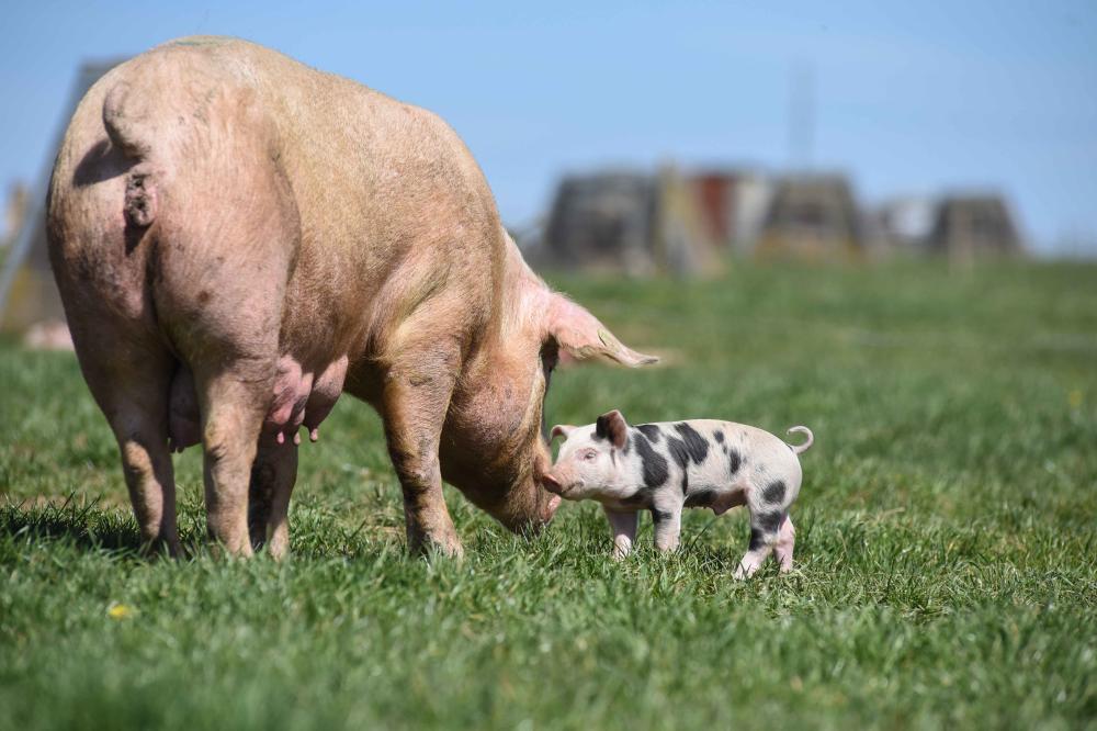 Cochon